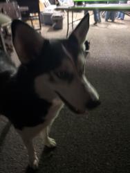 Found/Stray Male Dog last seen Mullins station, Memphis, TN 38016