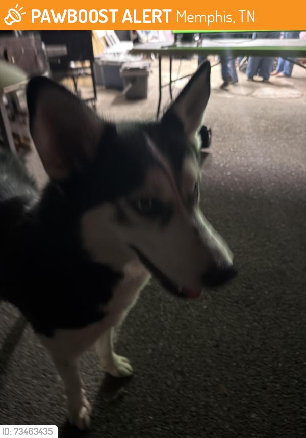 Found/Stray Male Dog last seen Mullins station, Memphis, TN 38016
