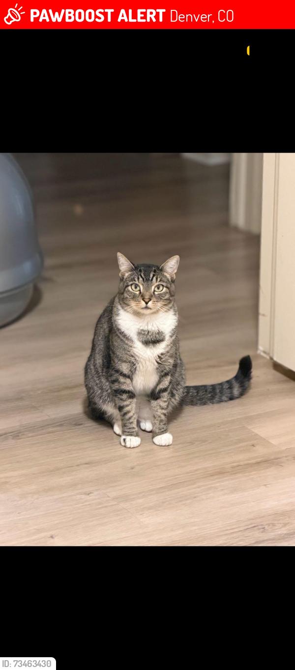 Lost Female Cat last seen Kittredge st ,green valley ranch blvd ,Memphis st, Denver, CO 80239