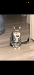 Lost Female Cat last seen Kittredge st ,green valley ranch blvd ,Memphis st, Denver, CO 80239
