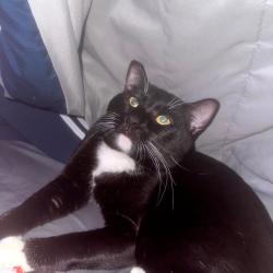 Lost Male Cat last seen Rourke Bridge and Pawtucket blvd, Lowell, MA 01854