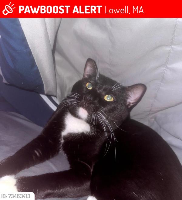 Lost Male Cat last seen Rourke Bridge and Pawtucket blvd, Lowell, MA 01854