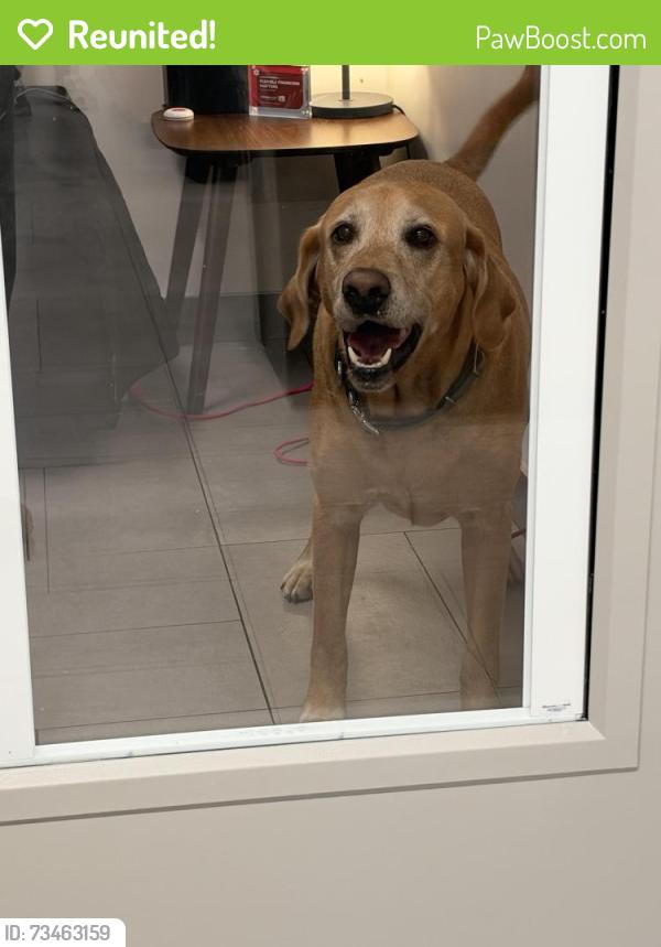 Reunited Male Dog last seen Old Sauk and Ozark Trail, Dane County, WI 53717