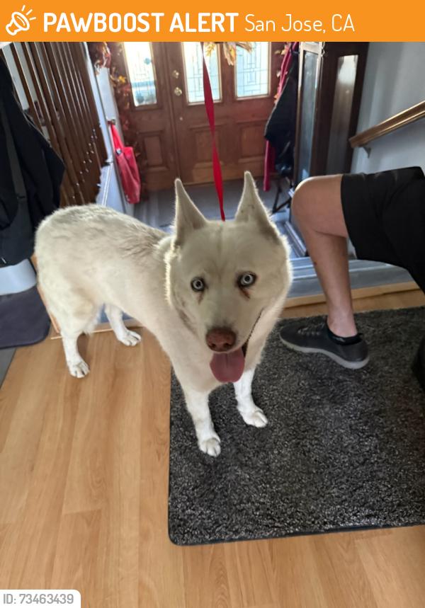 Found/Stray Male Dog last seen Lucretia Avenue and Chapel Hill Way, San Jose, CA 95122
