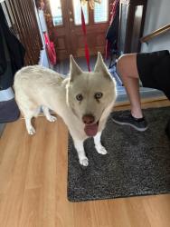 Found/Stray Male Dog last seen Lucretia Avenue and Chapel Hill Way, San Jose, CA 95122