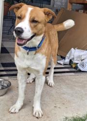 Lost Male Dog last seen White Street and Standridge, Anna, TX 75409