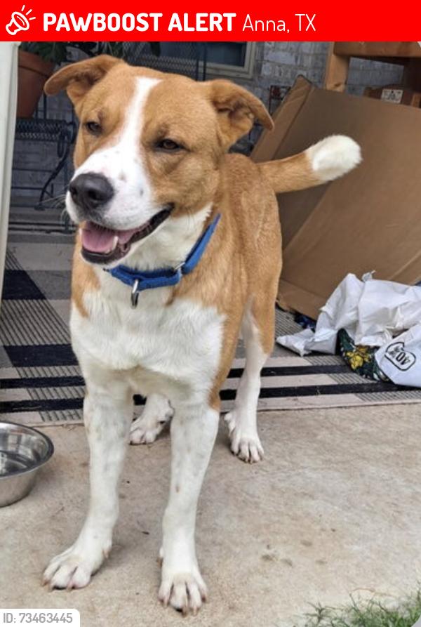 Lost Male Dog last seen White Street and Standridge, Anna, TX 75409