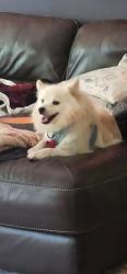 Reunited Male Dog last seen Mail Coach Musket Ridge, Norwalk, CT 06850