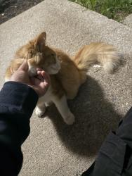 Found/Stray Unknown Cat last seen Fayette and Decatur, Fort Wayne, IN 46816