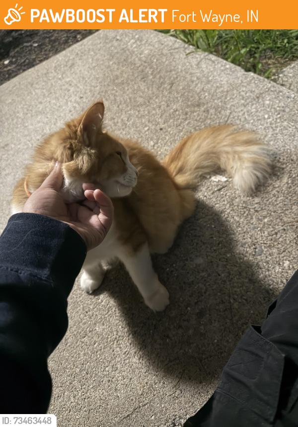 Found/Stray Unknown Cat last seen Fayette and Decatur, Fort Wayne, IN 46816