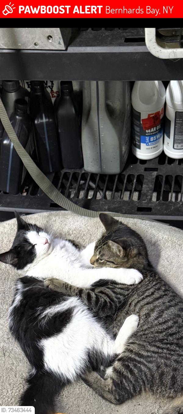 Lost Female Cat last seen Near shacks bush td bernhards bay, Bernhards Bay, NY 13028