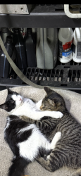 Lost Female Cat last seen Near shacks bush td bernhards bay, Bernhards Bay, NY 13028