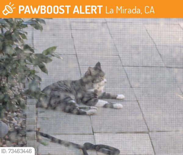 Found/Stray Unknown Cat last seen Wicker Dr and Ragen Dr, La Mirada, CA 90638