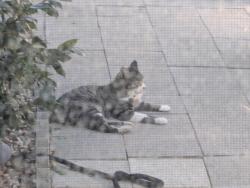Found/Stray Unknown Cat last seen Wicker Dr and Ragen Dr, La Mirada, CA 90638