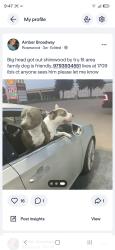 Lost Male Dog last seen Westward main and Villa Maria, Bryan, TX 77807