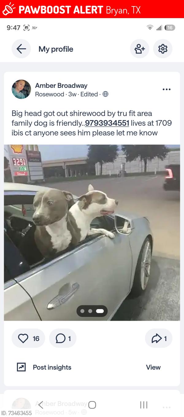 Lost Male Dog last seen Westward main and Villa Maria, Bryan, TX 77807