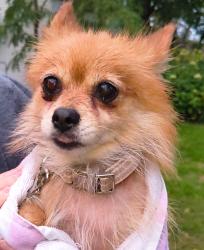 Reunited Female Dog last seen Centerville Road near Bix Produce, Little Canada, MN 55117