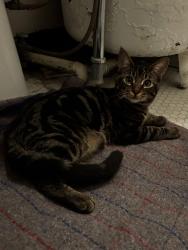 Found/Stray Male Cat last seen Bruhaven Brewery, Minneapolis, MN 55403