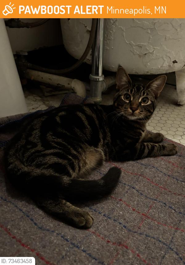 Found/Stray Male Cat last seen Bruhaven Brewery, Minneapolis, MN 55403
