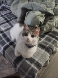 Lost Female Cat last seen Dobson Road Jay, Florida, Jay, FL 32565