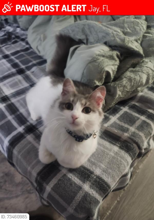 Lost Female Cat last seen Dobson Road Jay, Florida, Jay, FL 32565