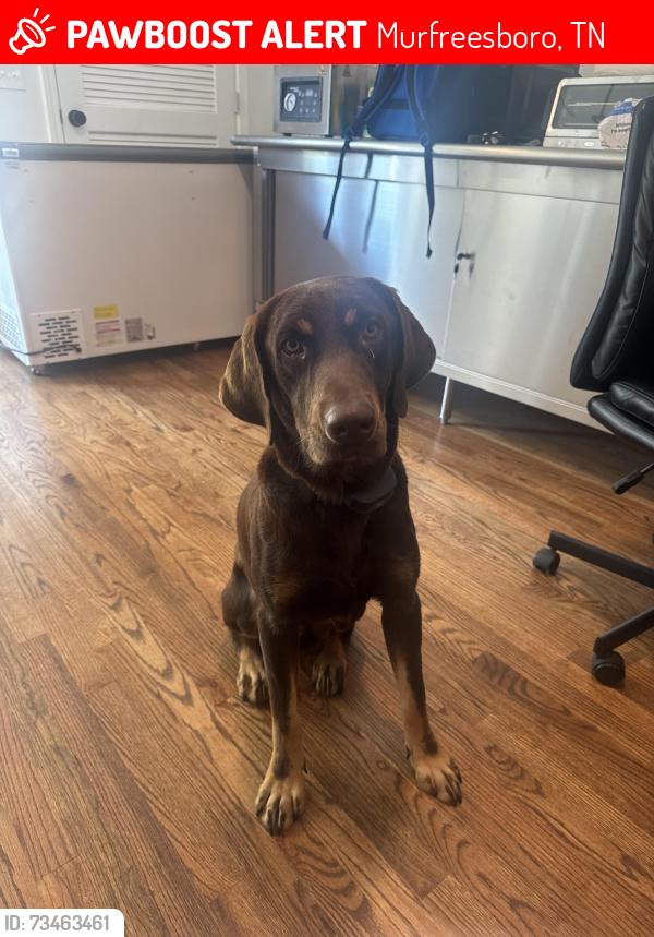 Lost Male Dog last seen Joe B Jackson, Murfreesboro, TN 37127