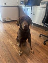 Lost Male Dog last seen Joe B Jackson, Murfreesboro, TN 37127
