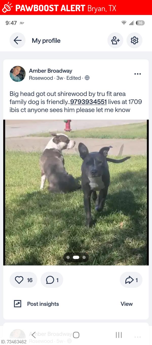 Lost Male Dog last seen Westward marn and villa Maria, Bryan, TX 77807