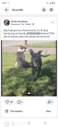 Lost Male Dog last seen Westward marn and villa Maria, Bryan, TX 77807