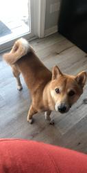 Lost Male Dog last seen Irving park, Chicago, IL 60634