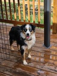 Lost Female Dog last seen Nc Hwy 801, Woodleaf, NC 27054, Woodleaf, NC 27054