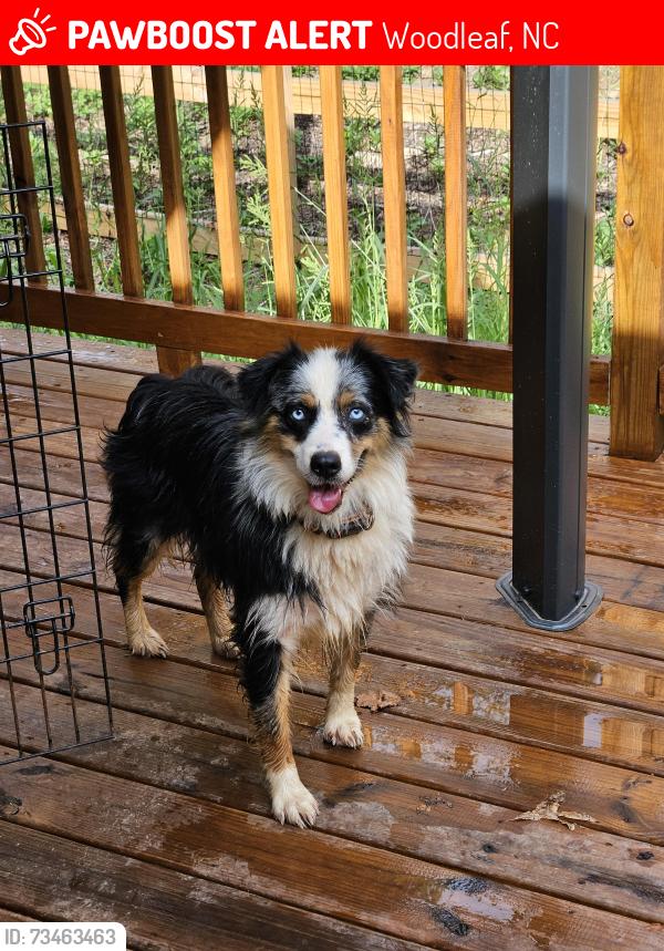 Lost Female Dog last seen Nc Hwy 801, Woodleaf, NC 27054, Woodleaf, NC 27054