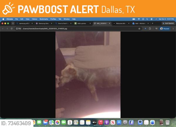 Found/Stray Male Dog last seen Fiesta Mart on Garland Ave, Dallas, TX 75228