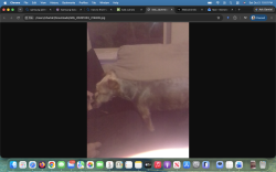 Found/Stray Male Dog last seen Fiesta Mart on Garland Ave, Dallas, TX 75228
