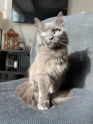 Lost Male Cat last seen School & Springfield, Chicago, IL 60618