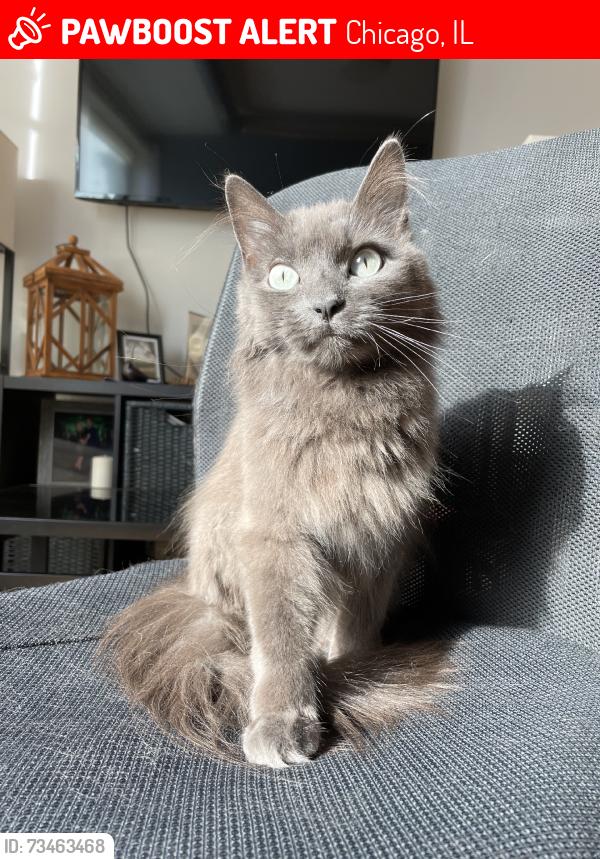 Lost Male Cat last seen School & Springfield, Chicago, IL 60618