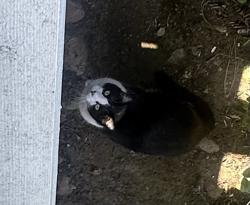 Found/Stray Unknown Cat last seen Camino DeGrazia, San Diego, CA 92111