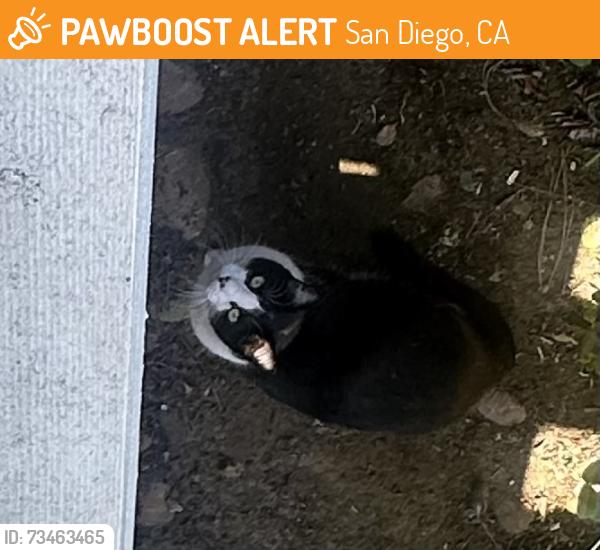 Found/Stray Unknown Cat last seen Camino DeGrazia, San Diego, CA 92111