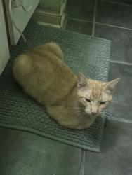 Reunited Male Cat last seen Welbeck Dr (near the park) and Peachmeadow Ln 77530, Channelview, TX 77530