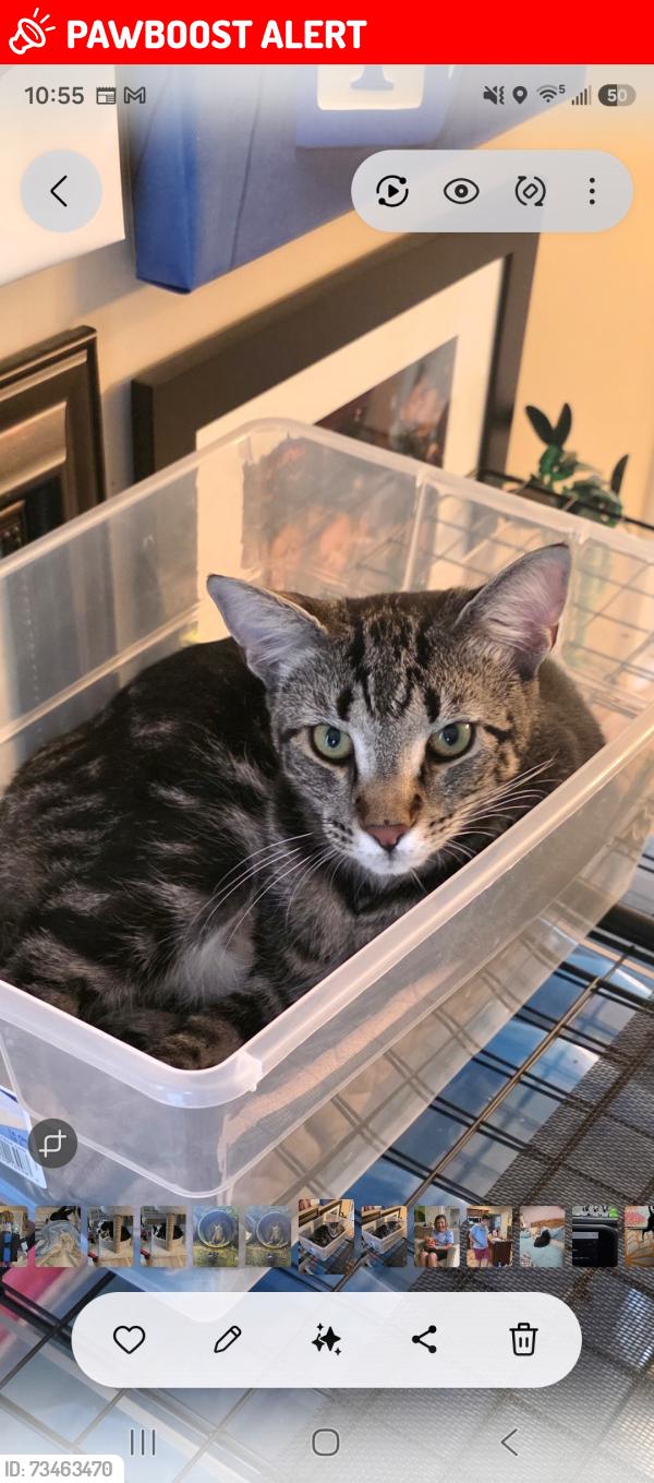 Lost Male Cat last seen Rivervale, Muhlenberg Township, PA 19605