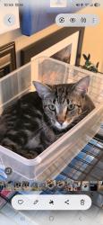 Lost Male Cat last seen Rivervale, Muhlenberg Township, PA 19605