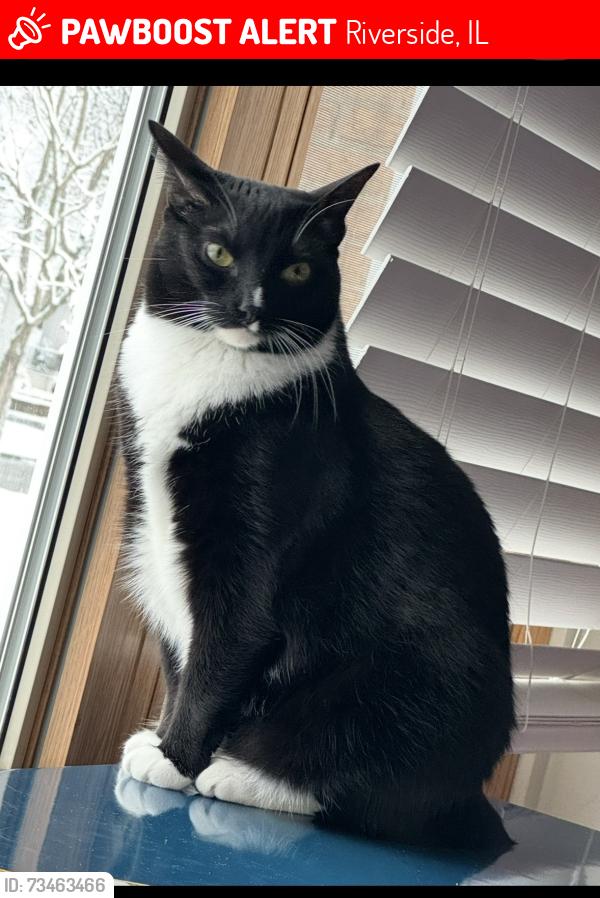 Lost Female Cat last seen Olmsted Rd., Riverside, IL 60546
