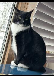 Lost Female Cat last seen Olmsted Rd., Riverside, IL 60546