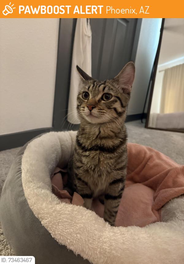 Found/Stray Male Cat last seen 9th St & Camelback, Phoenix, AZ 85014