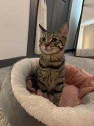 Found/Stray Male Cat last seen 9th St & Camelback, Phoenix, AZ 85014