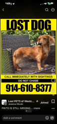 Lost Male Dog last seen Valhalla, Valhalla, NY 10595