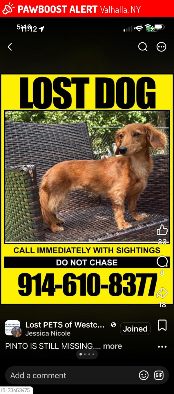 Lost Male Dog last seen Valhalla, Valhalla, NY 10595