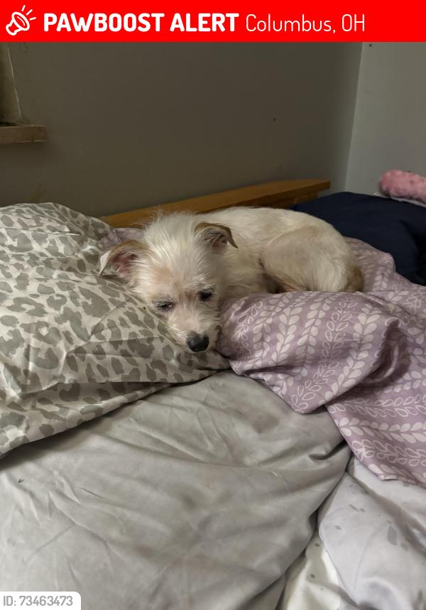 Lost Female Dog last seen West broad &valleyview, Columbus, OH 43204