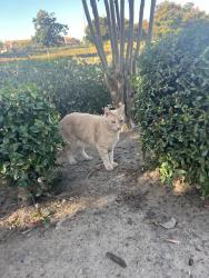 Found/Stray Male Cat last seen Tops Yogurt, Rocklin, CA 95765