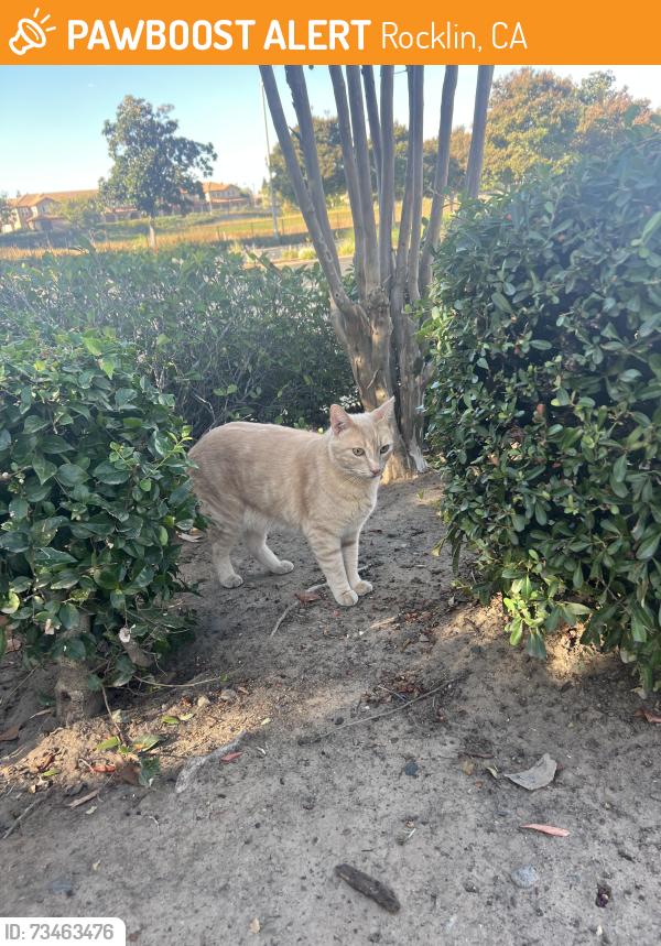 Found/Stray Male Cat last seen Tops Yogurt, Rocklin, CA 95765